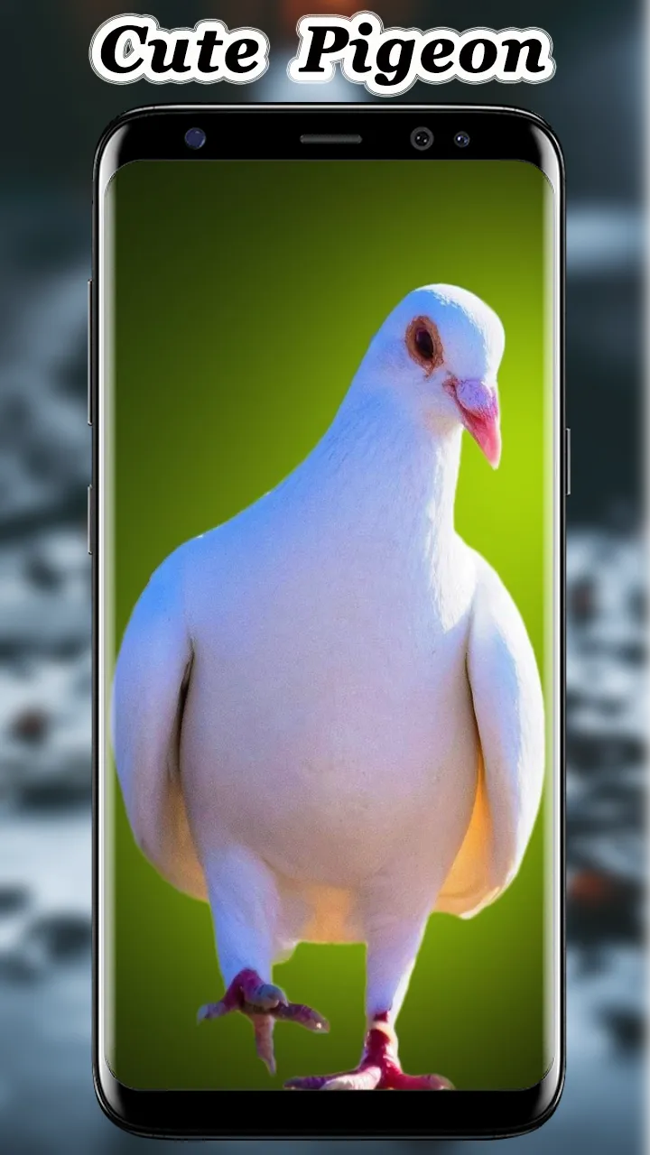 Cute Pigeon wallpaper | Indus Appstore | Screenshot