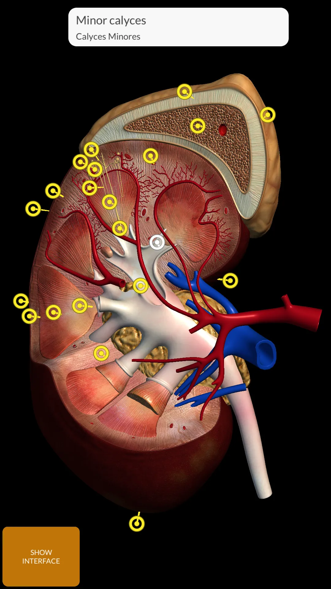 Anatomy 3D Atlas | Indus Appstore | Screenshot