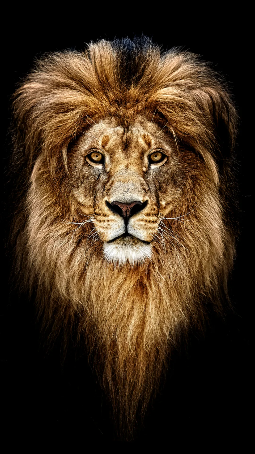 Lion Wallpapers HD | Indus Appstore | Screenshot