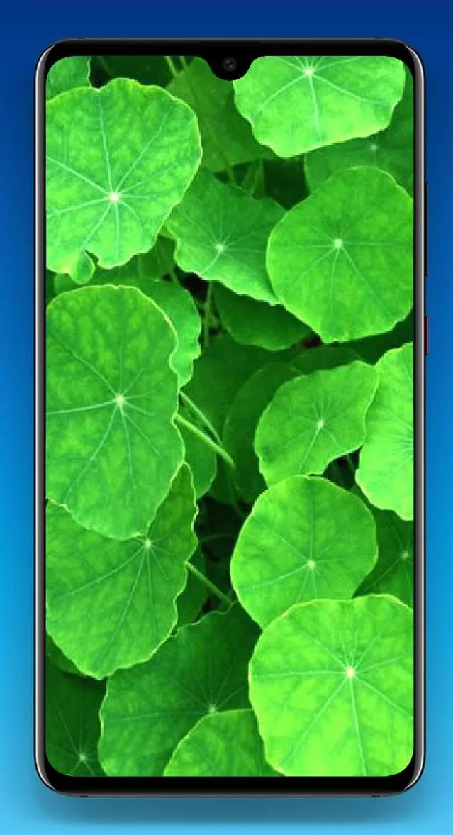 Leaf Wallpaper 4K | Indus Appstore | Screenshot