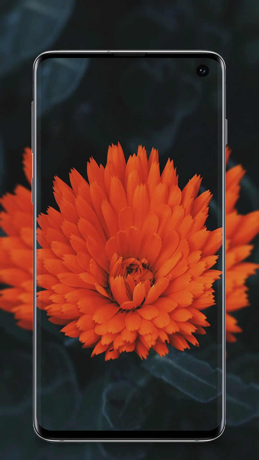 Flower Wallpaper | Indus Appstore | Screenshot