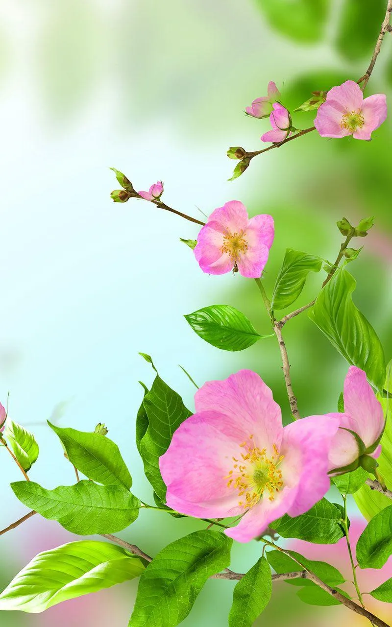 Gentle Flowers Live Wallpaper | Indus Appstore | Screenshot