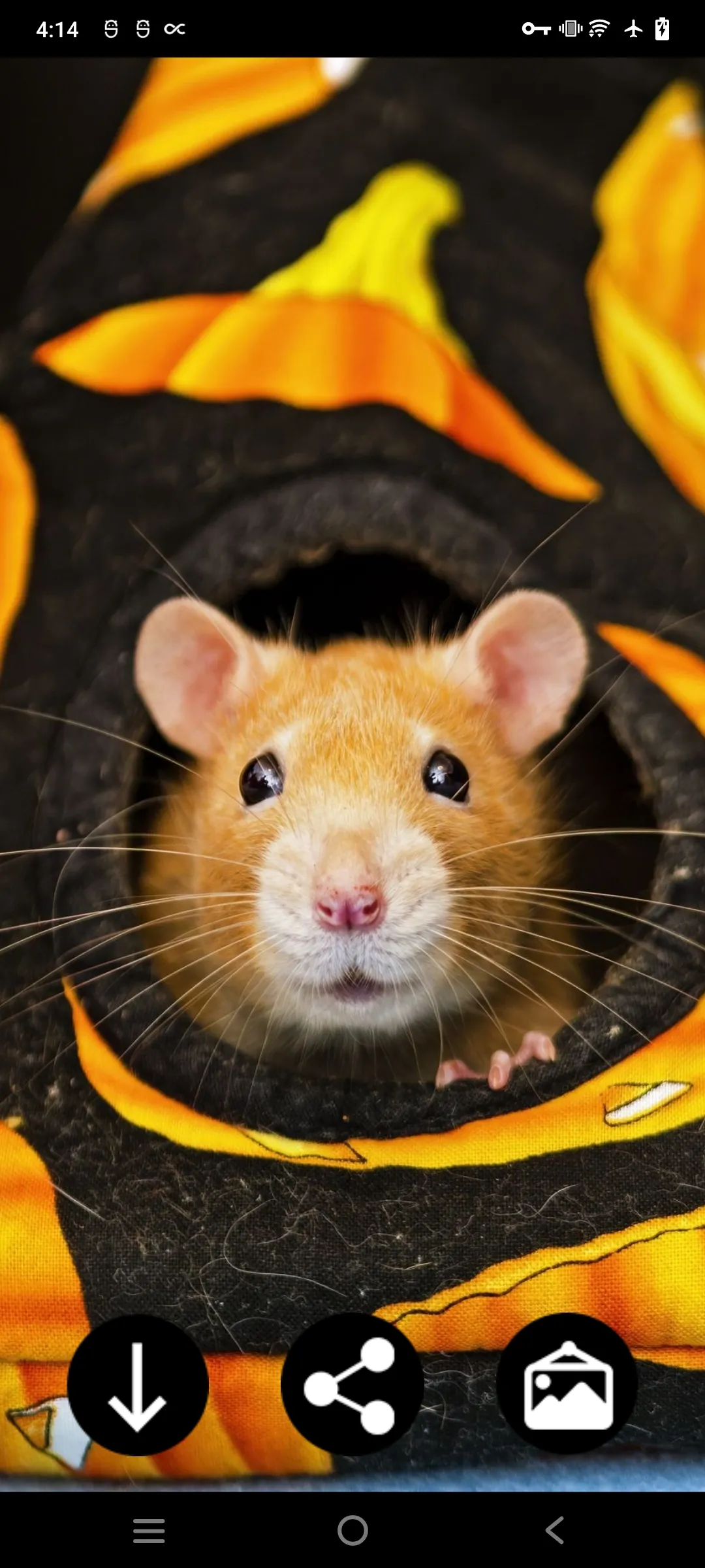 Hamster Wallpapers | Indus Appstore | Screenshot