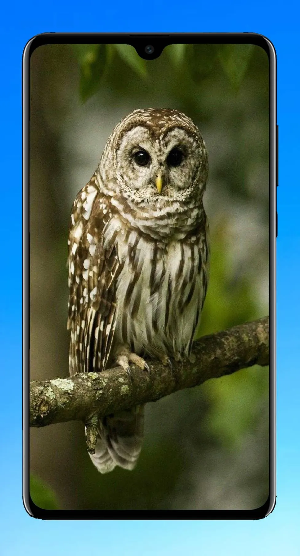 Owl Wallpaper 4K | Indus Appstore | Screenshot