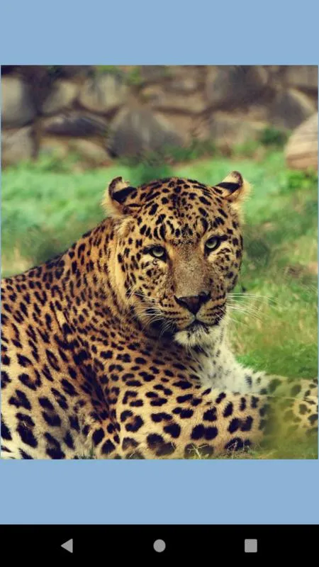 Leopard wallpaper: panther | Indus Appstore | Screenshot