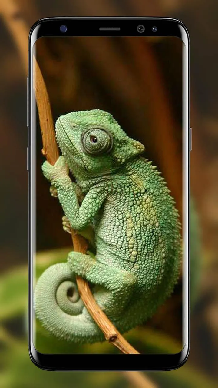 Chameleon wallpapers | Indus Appstore | Screenshot