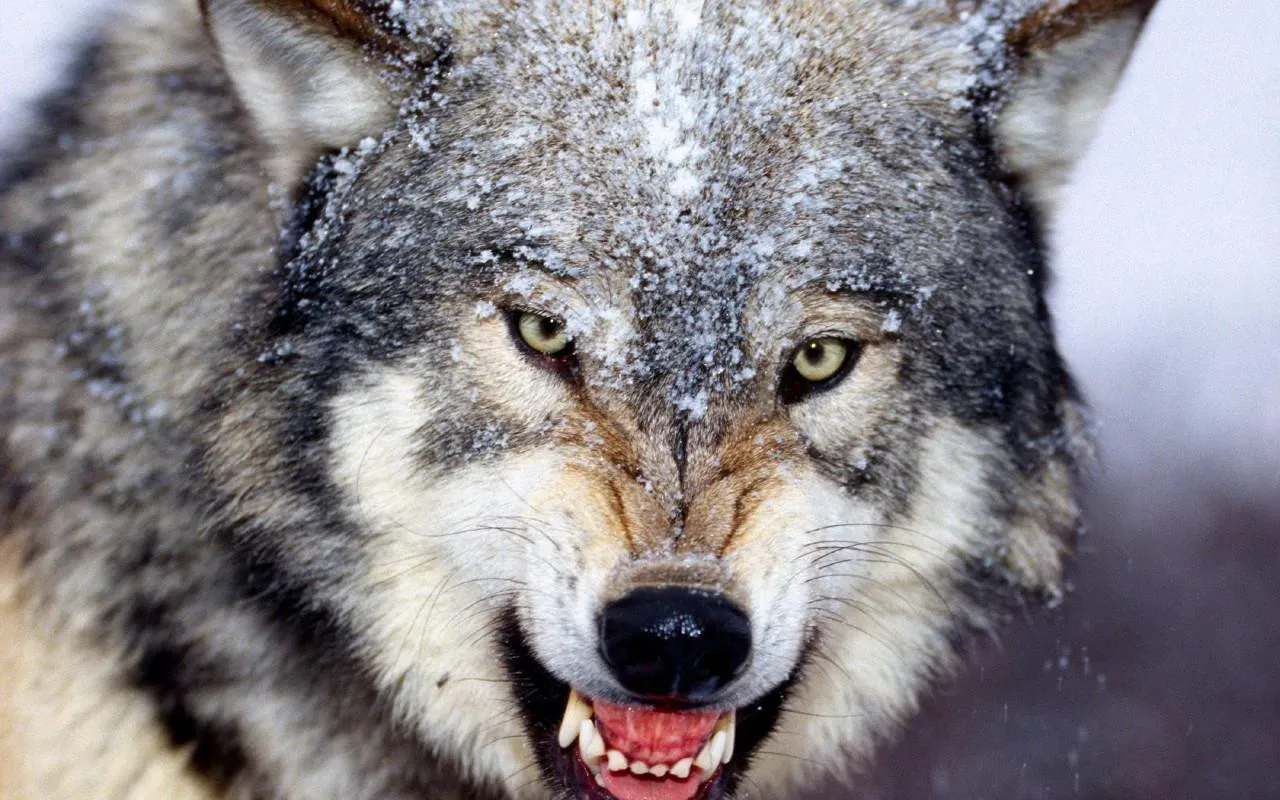 Wolf Jigsaw Puzzles | Indus Appstore | Screenshot