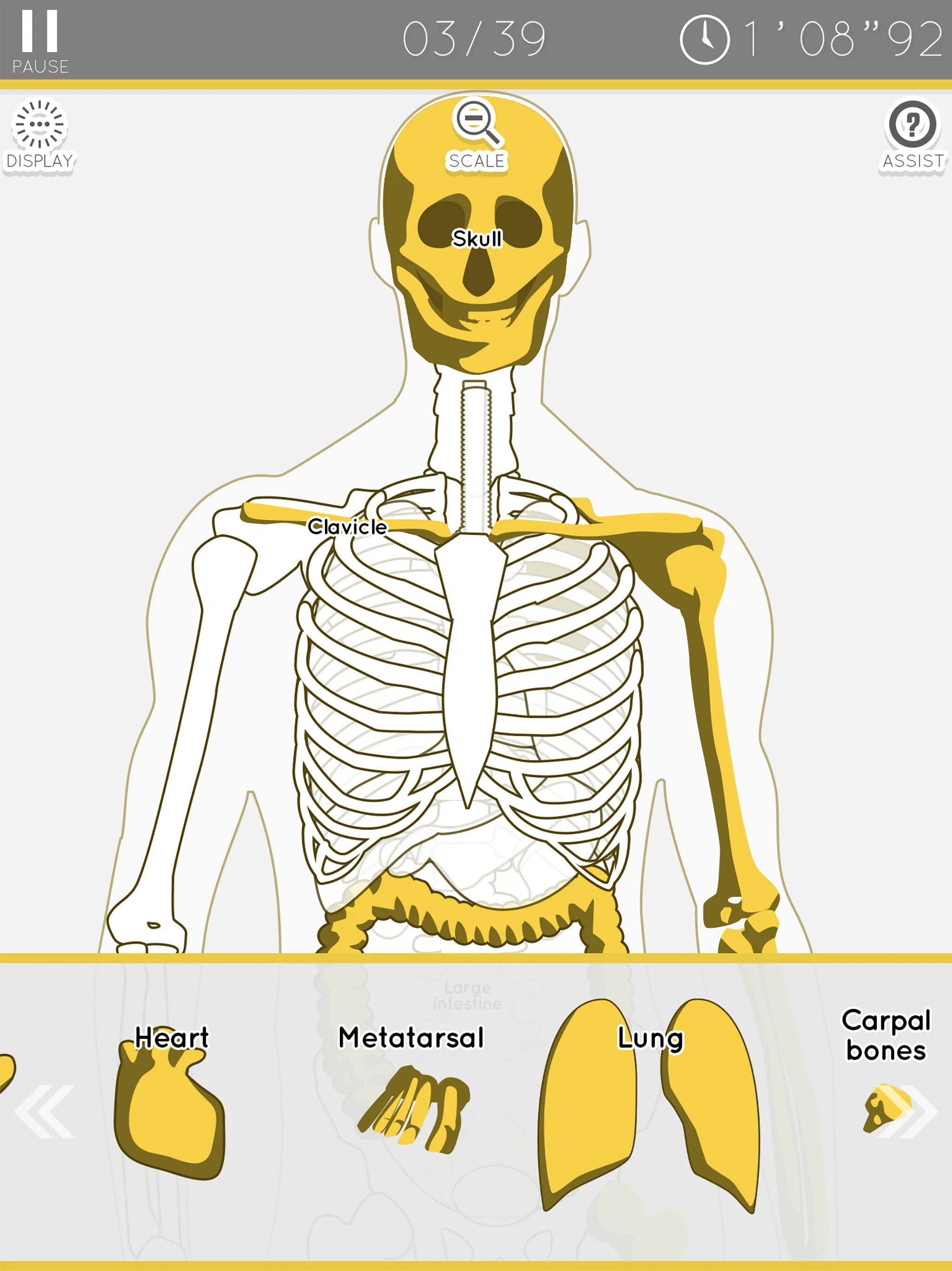 E. Learning Anatomy puzzle | Indus Appstore | Screenshot