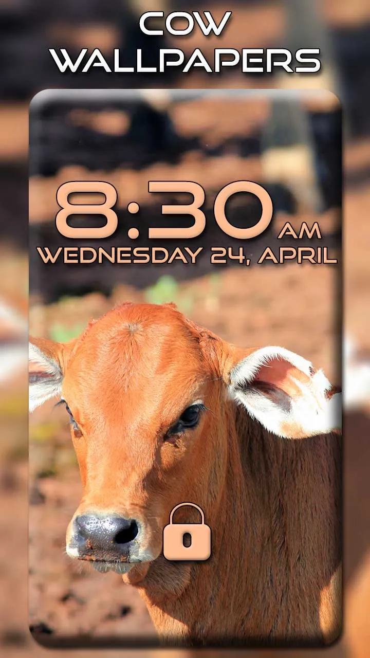 Cow Wallpapers | Indus Appstore | Screenshot