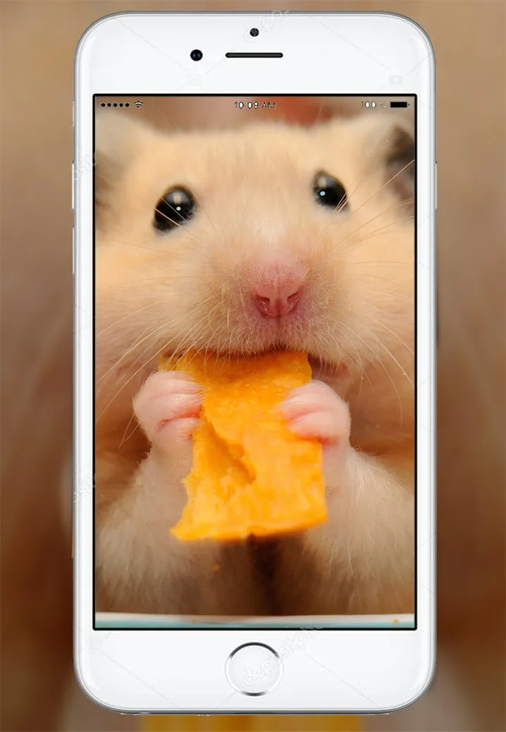 Cute Hamster Wallpaper | Indus Appstore | Screenshot