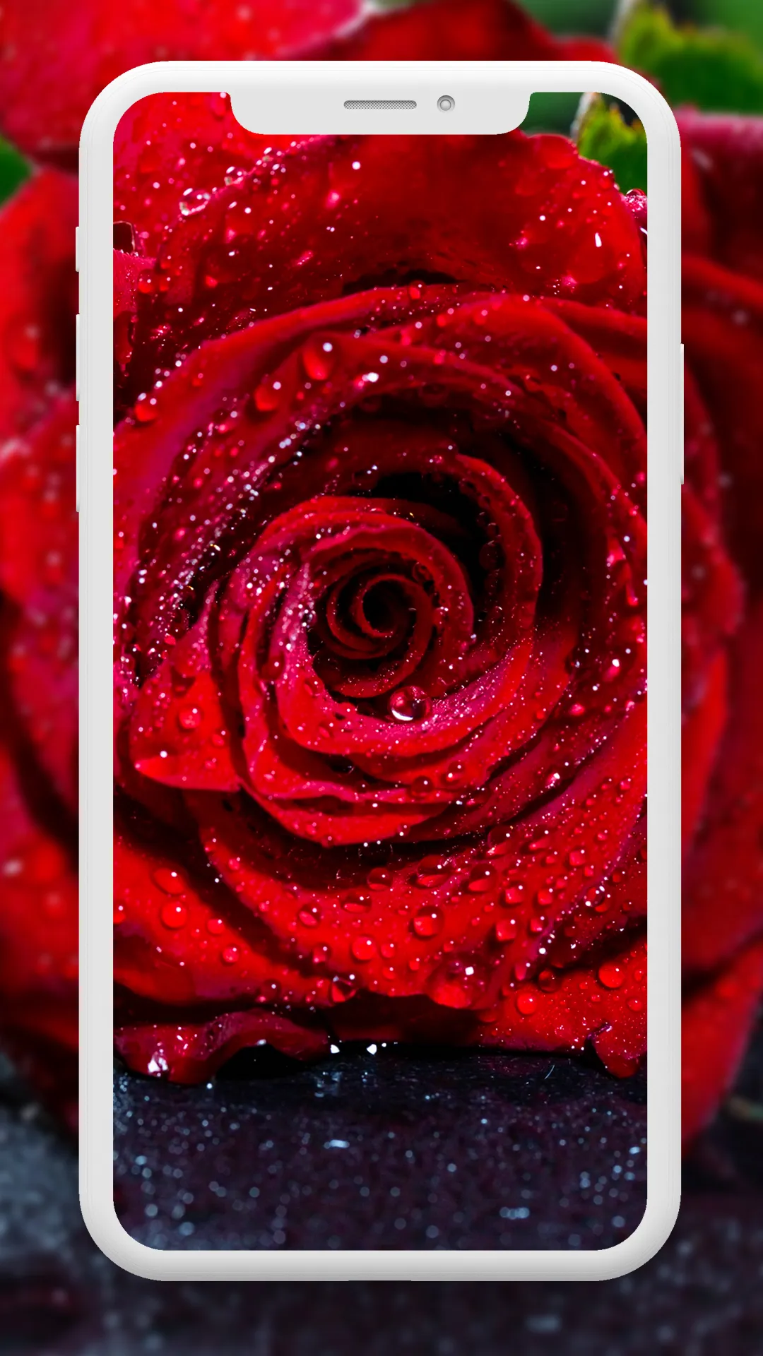 Flower Wallpaper HD – 4k | Indus Appstore | Screenshot