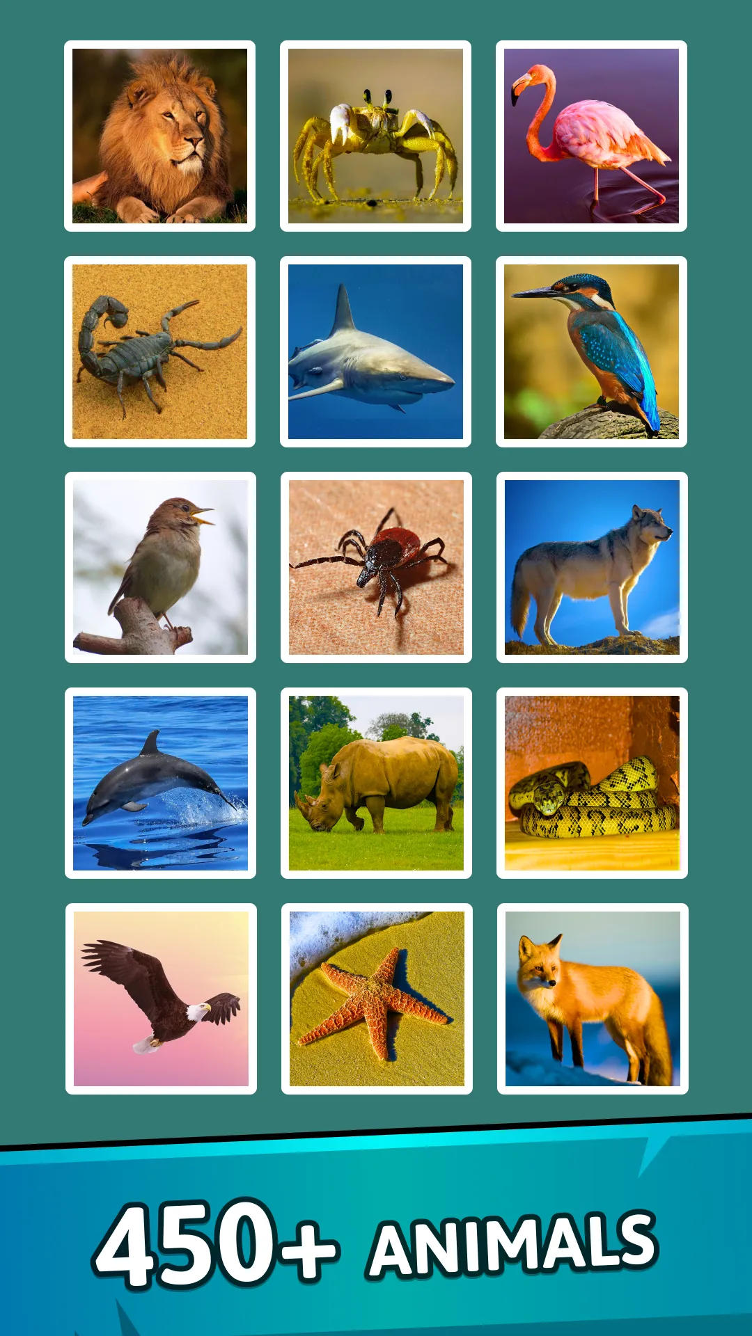 Animal Quiz Guess their Answer | Indus Appstore | Screenshot