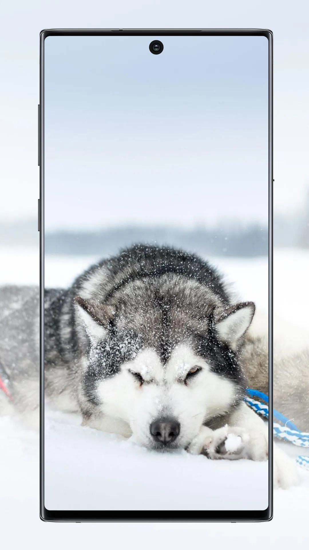 Wolf Wallpaper | Indus Appstore | Screenshot