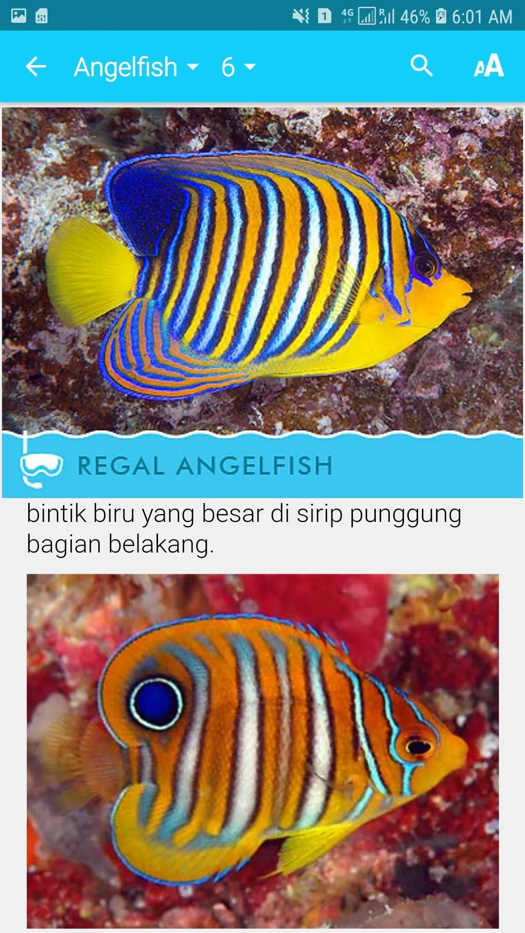 Biota Laut Luwuk-Banggai | Indus Appstore | Screenshot