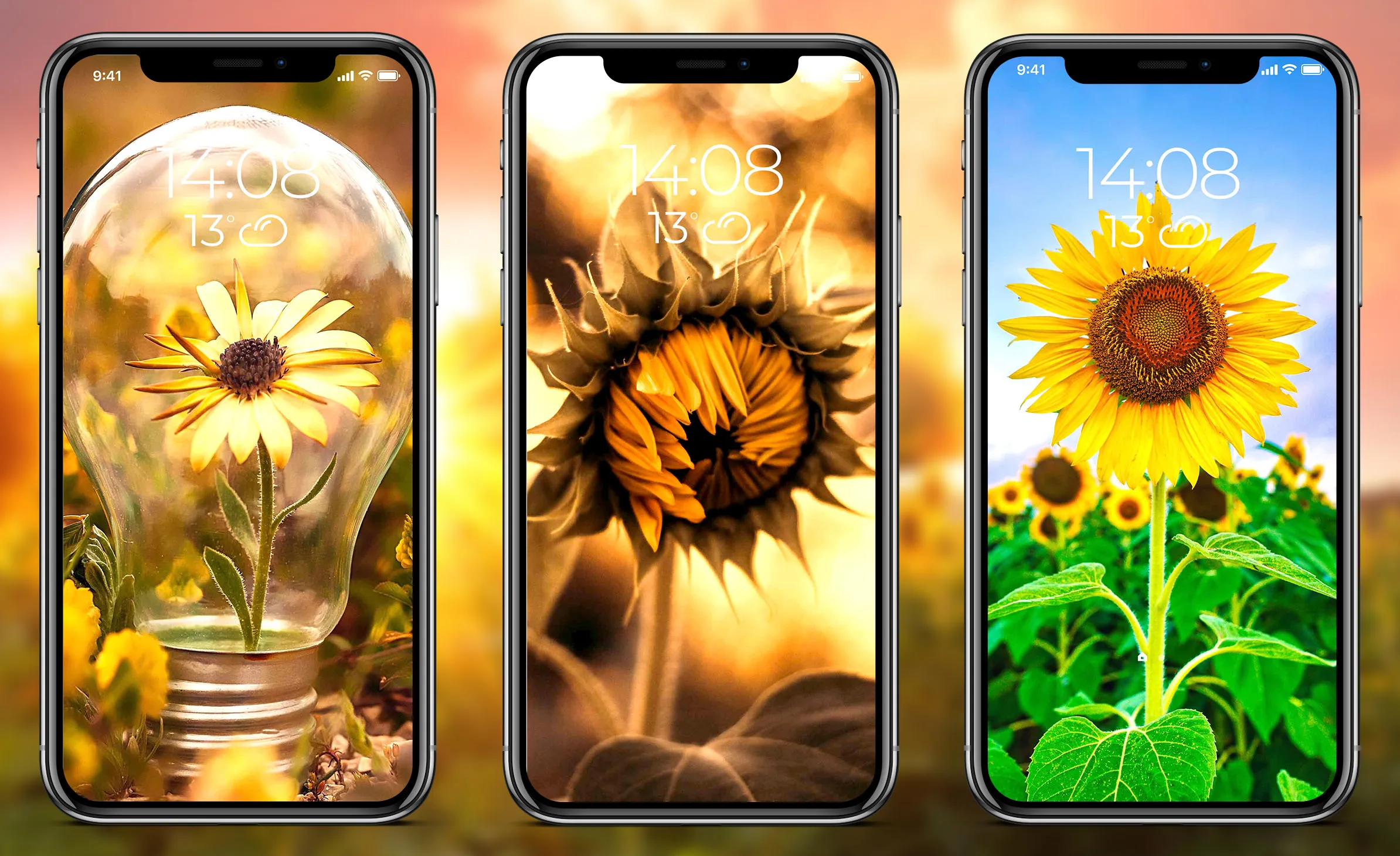 Sunflower Wallpapers | Indus Appstore | Screenshot