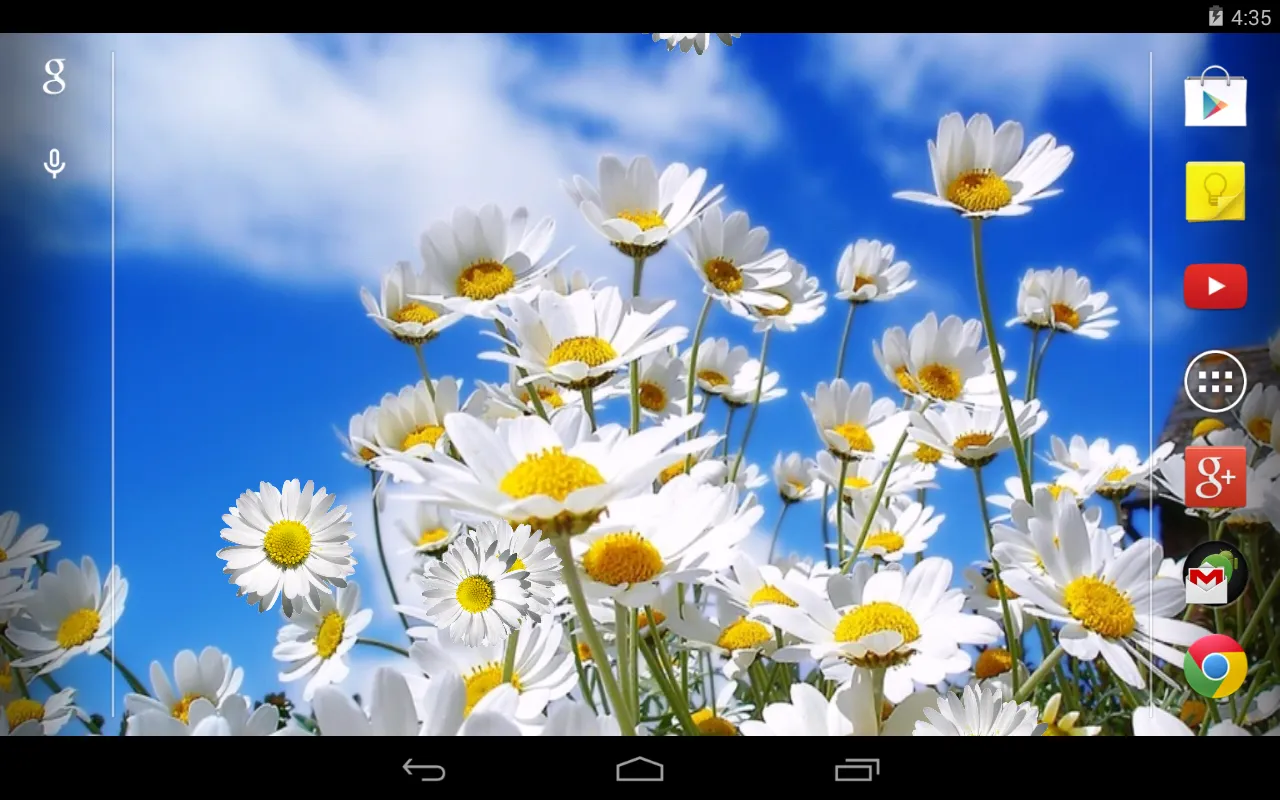 Daisy Live Wallpaper | Indus Appstore | Screenshot