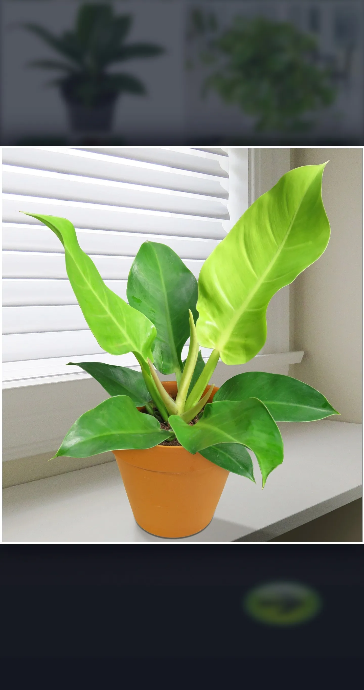 Philodendron Plant Guide | Indus Appstore | Screenshot