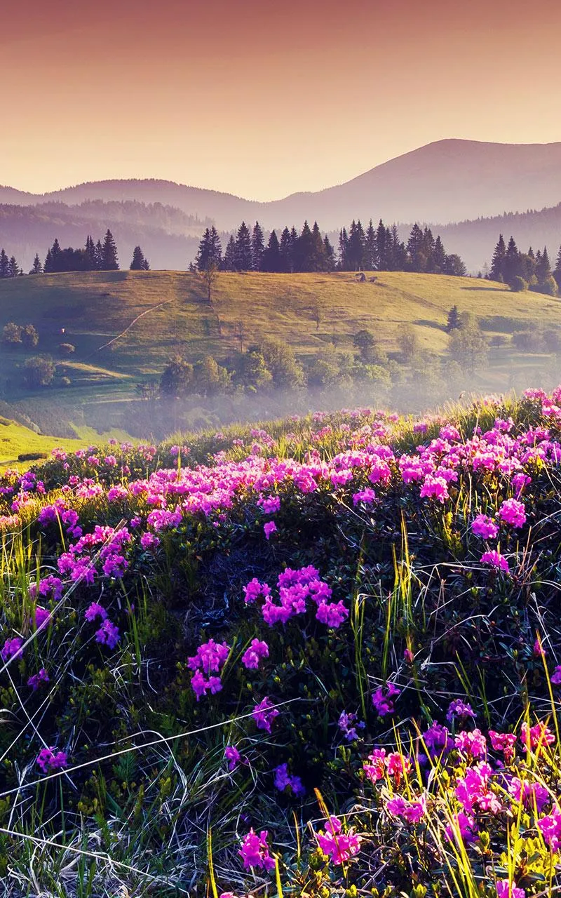 Mountain Flower Live Wallpaper | Indus Appstore | Screenshot