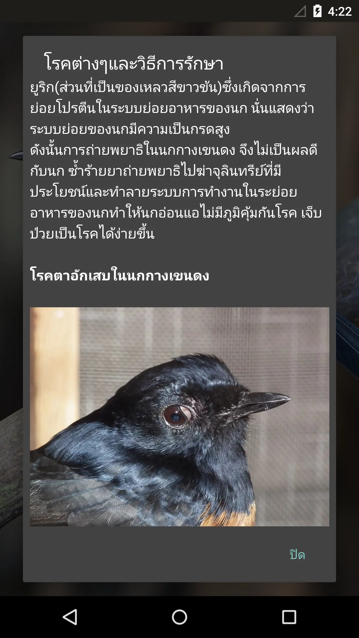 White-rumped shama | Indus Appstore | Screenshot