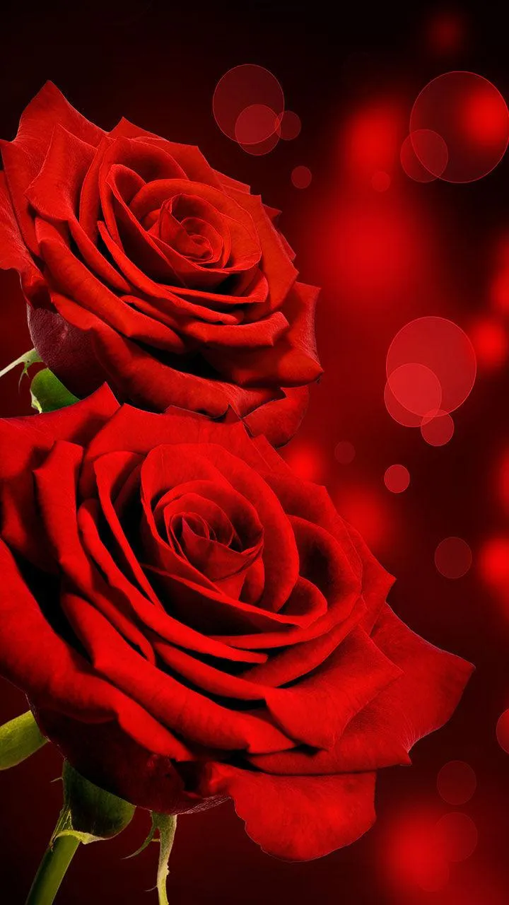 Rose Live Wallpaper | Indus Appstore | Screenshot