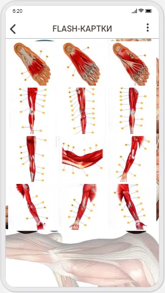 Human Anatomy. Myology | Indus Appstore | Screenshot