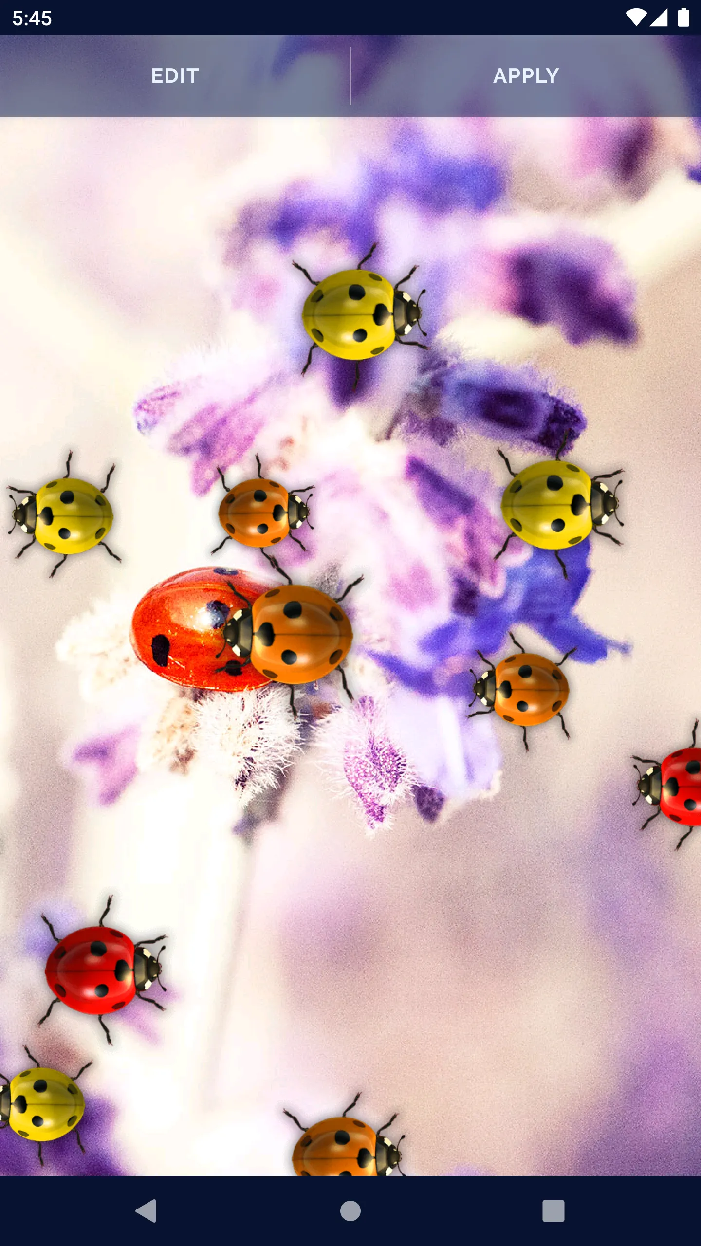 Cute Ladybug Live Wallpaper | Indus Appstore | Screenshot