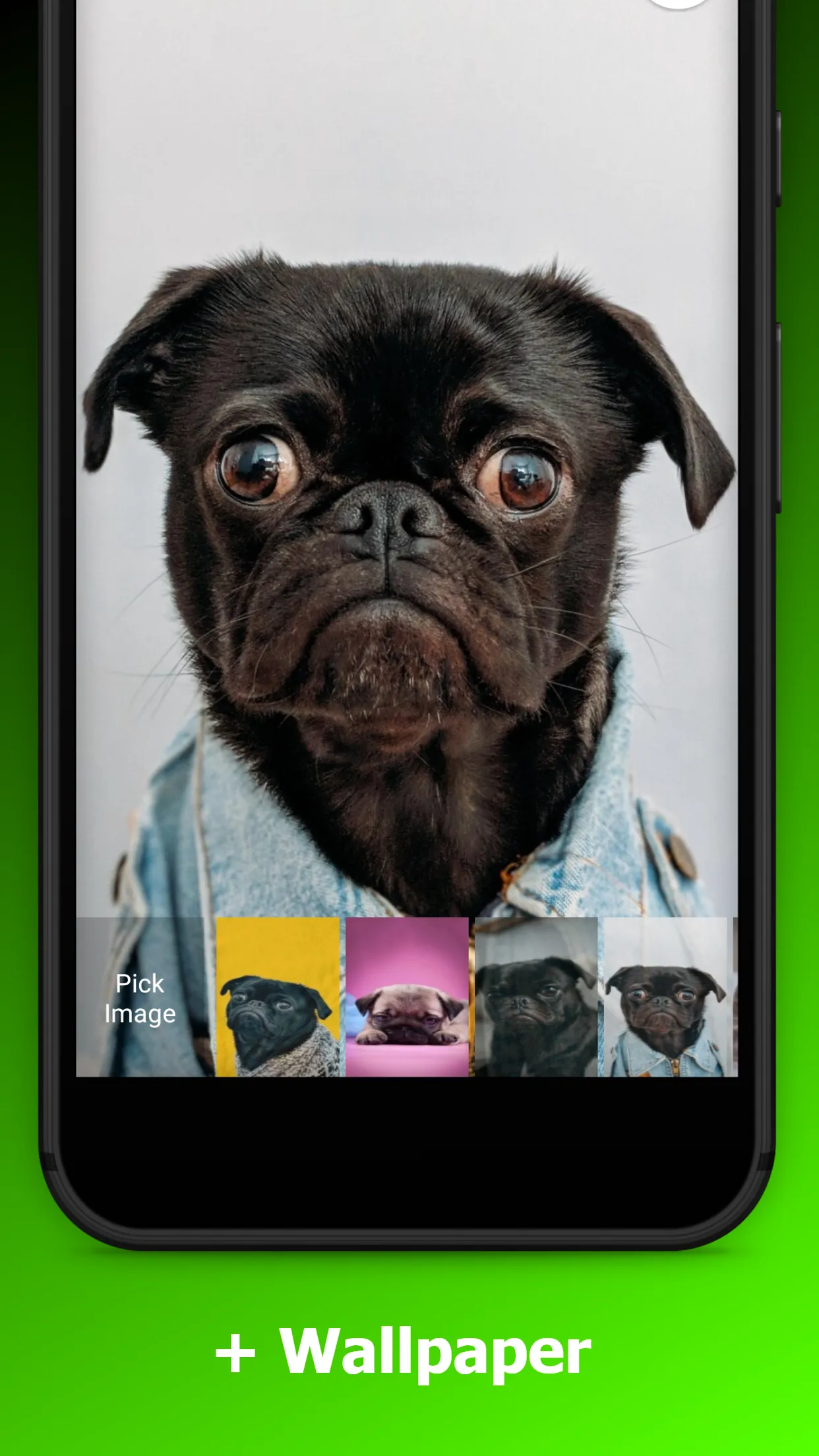 Cute Pug Wallpapers | Indus Appstore | Screenshot