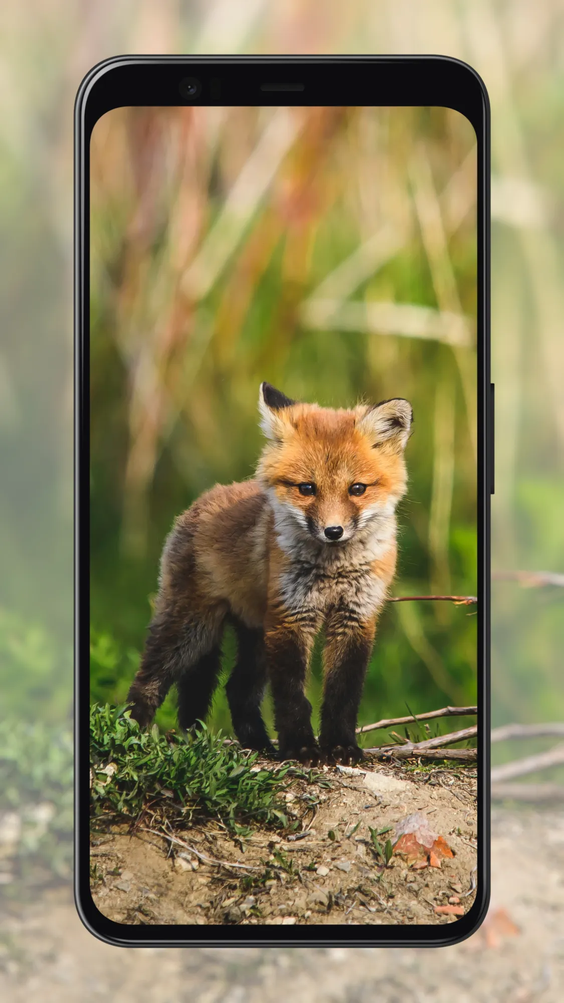 Fox Wallpapers | Indus Appstore | Screenshot