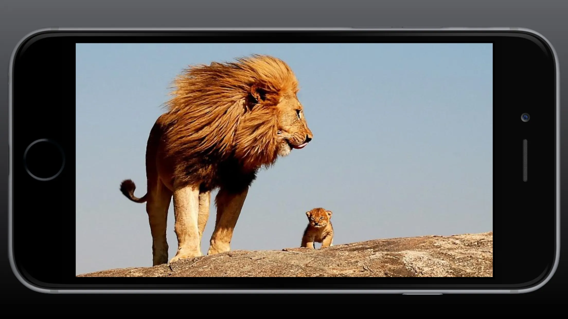 Lion Wallpaper | Indus Appstore | Screenshot