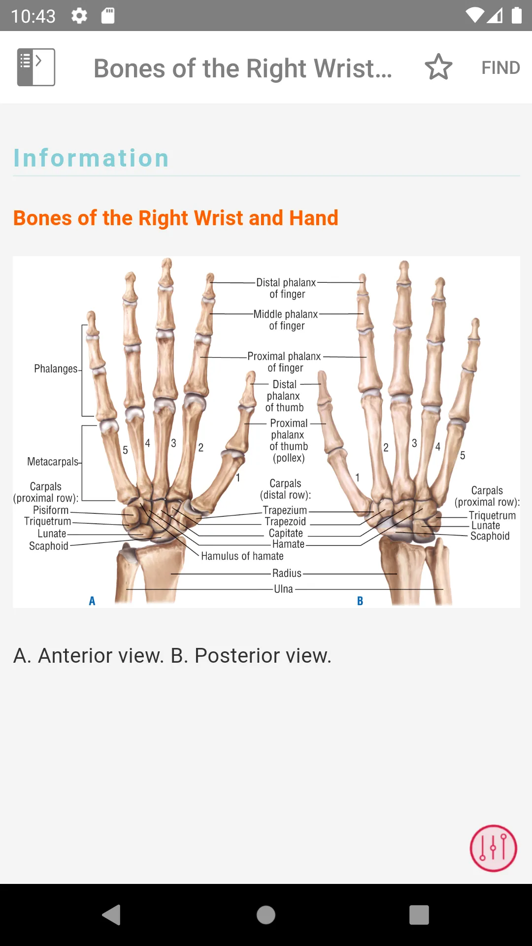 Pocket Anatomy and Physiology | Indus Appstore | Screenshot