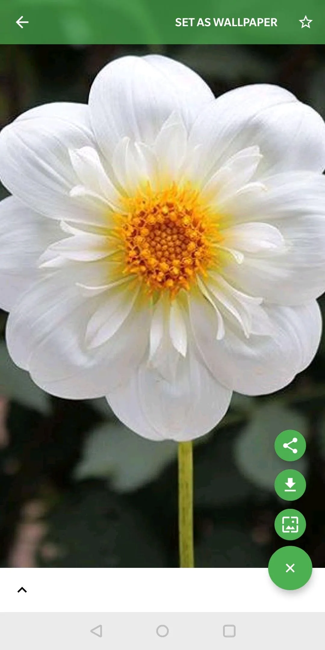 Nature Wallpapers | Indus Appstore | Screenshot