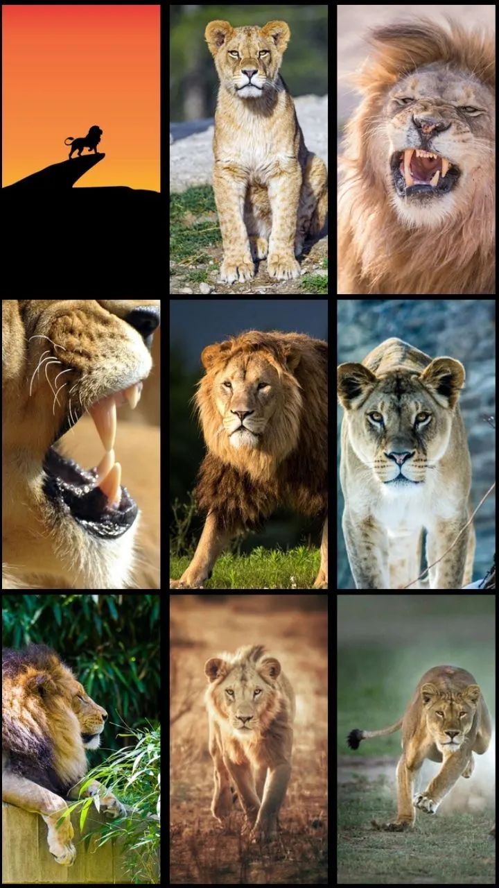 Lion Wallpaper | Indus Appstore | Screenshot