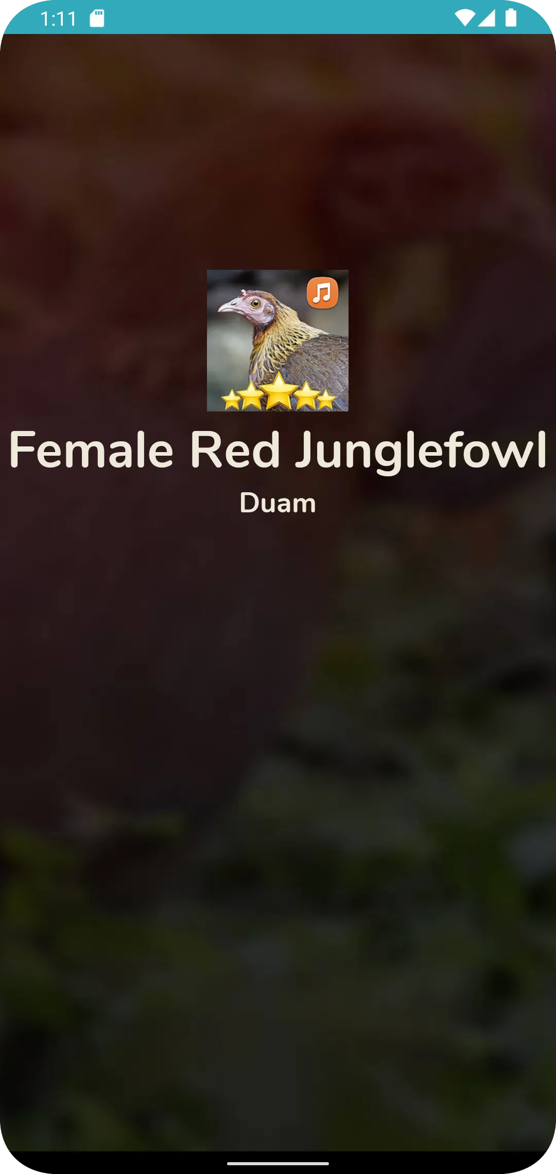 Female Red Junglefowl Sound HD | Indus Appstore | Screenshot