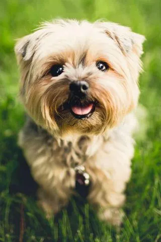 Dog wallpapers | Indus Appstore | Screenshot