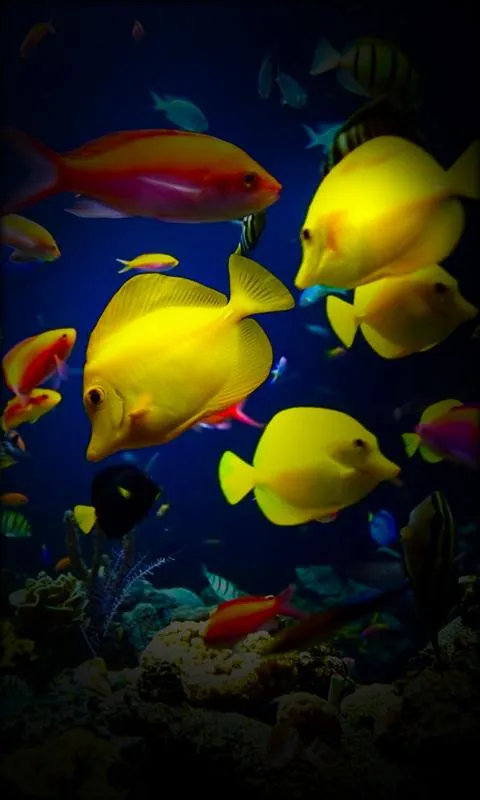 Aquarium Live Wallpaper | Indus Appstore | Screenshot