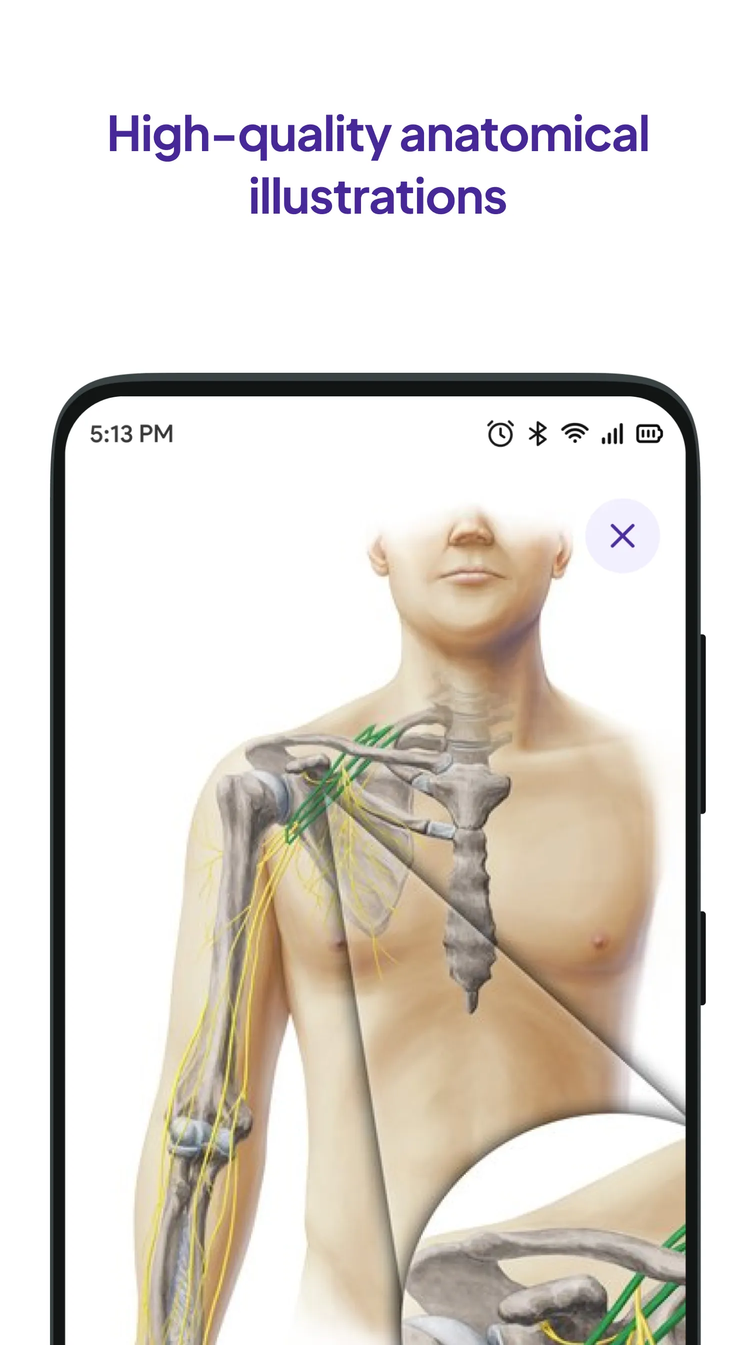 Daily Anatomy Flashcards | Indus Appstore | Screenshot