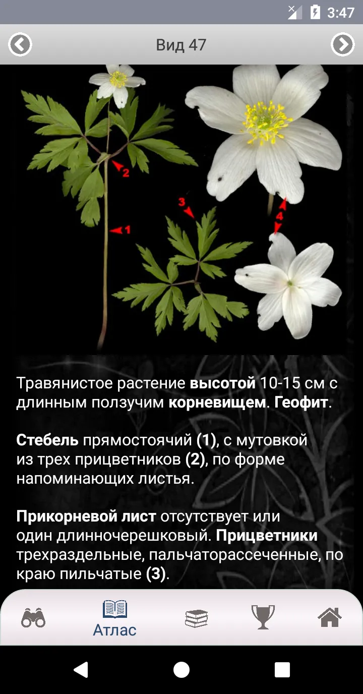 EcoGuide: Russian Wild Flowers | Indus Appstore | Screenshot