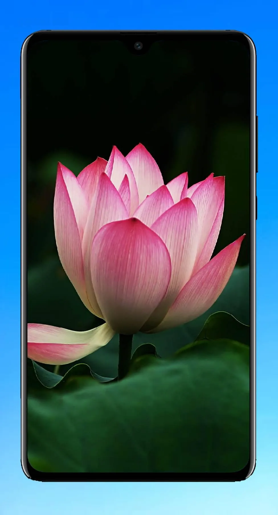 Lotus Wallpaper HD | Indus Appstore | Screenshot