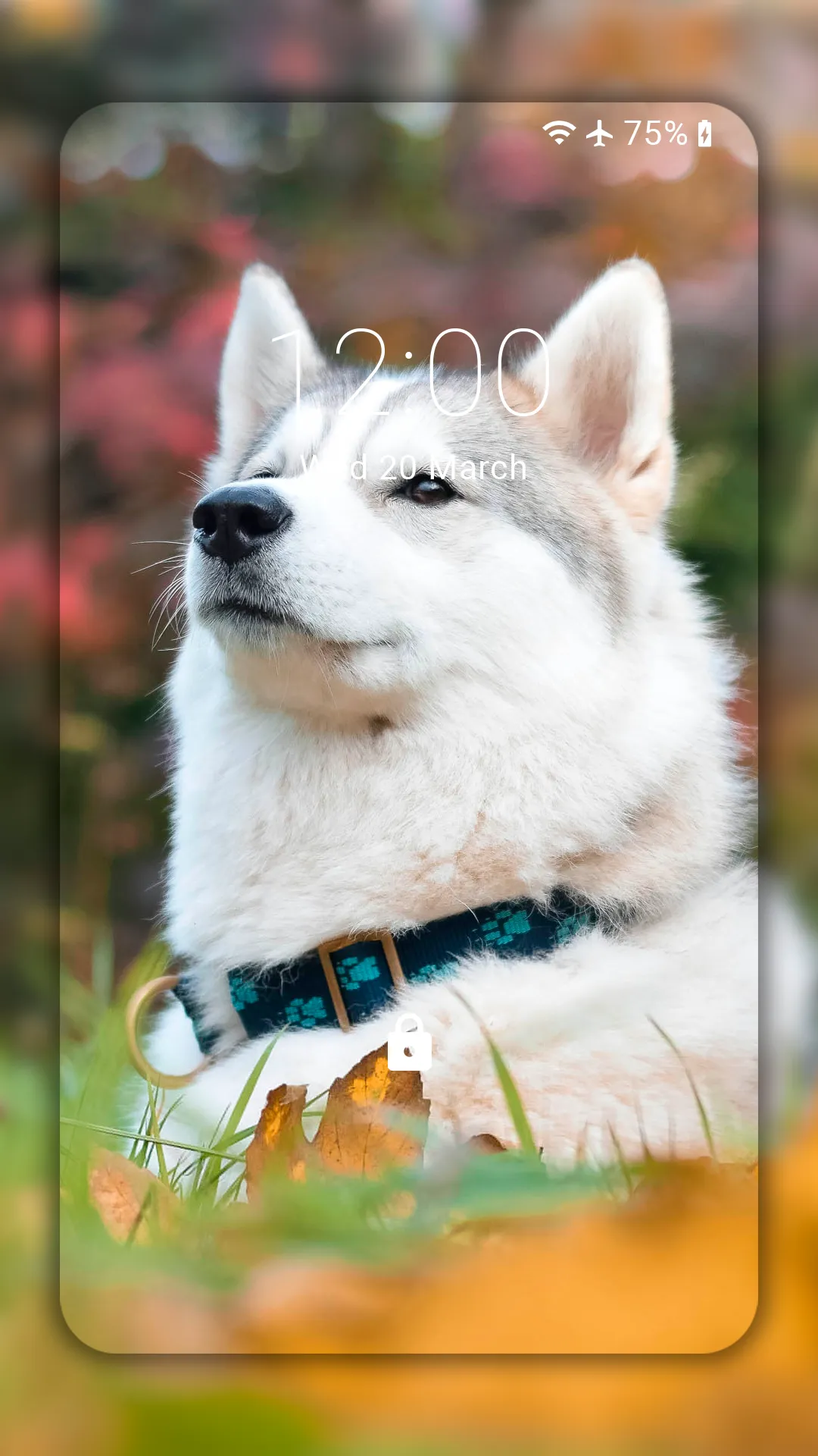 Husky dog Wallpaper HD Themes | Indus Appstore | Screenshot