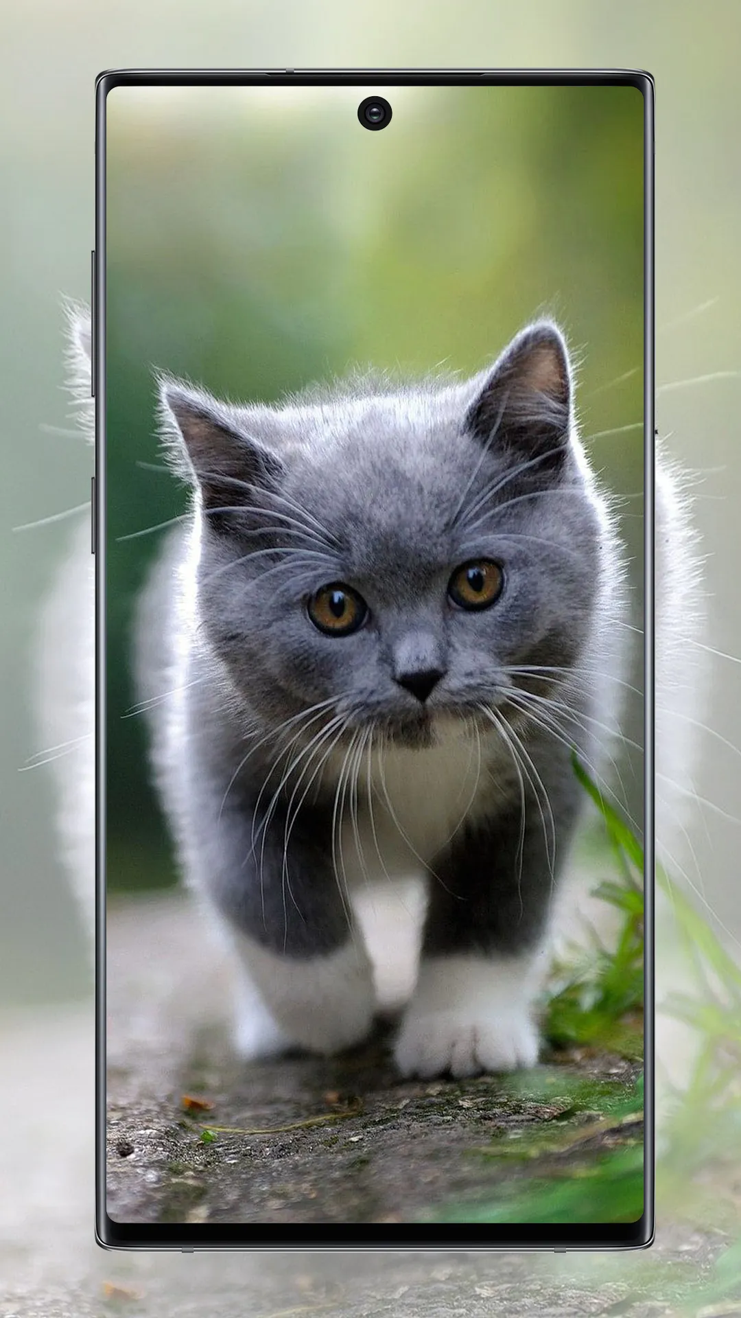 Cute Cat Wallpaper | Indus Appstore | Screenshot