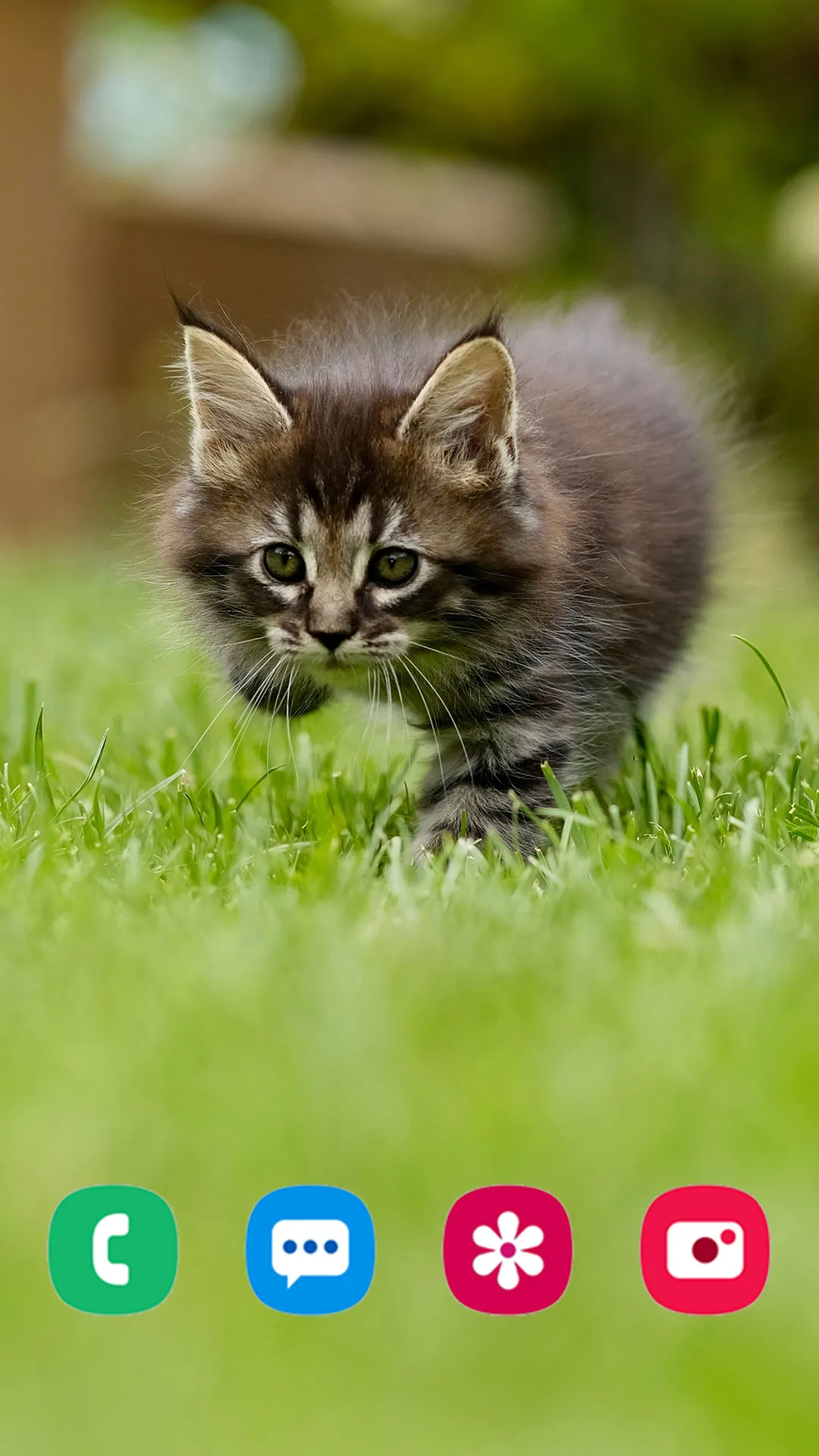 Kitten Wallpaper & Cute Cat HD | Indus Appstore | Screenshot