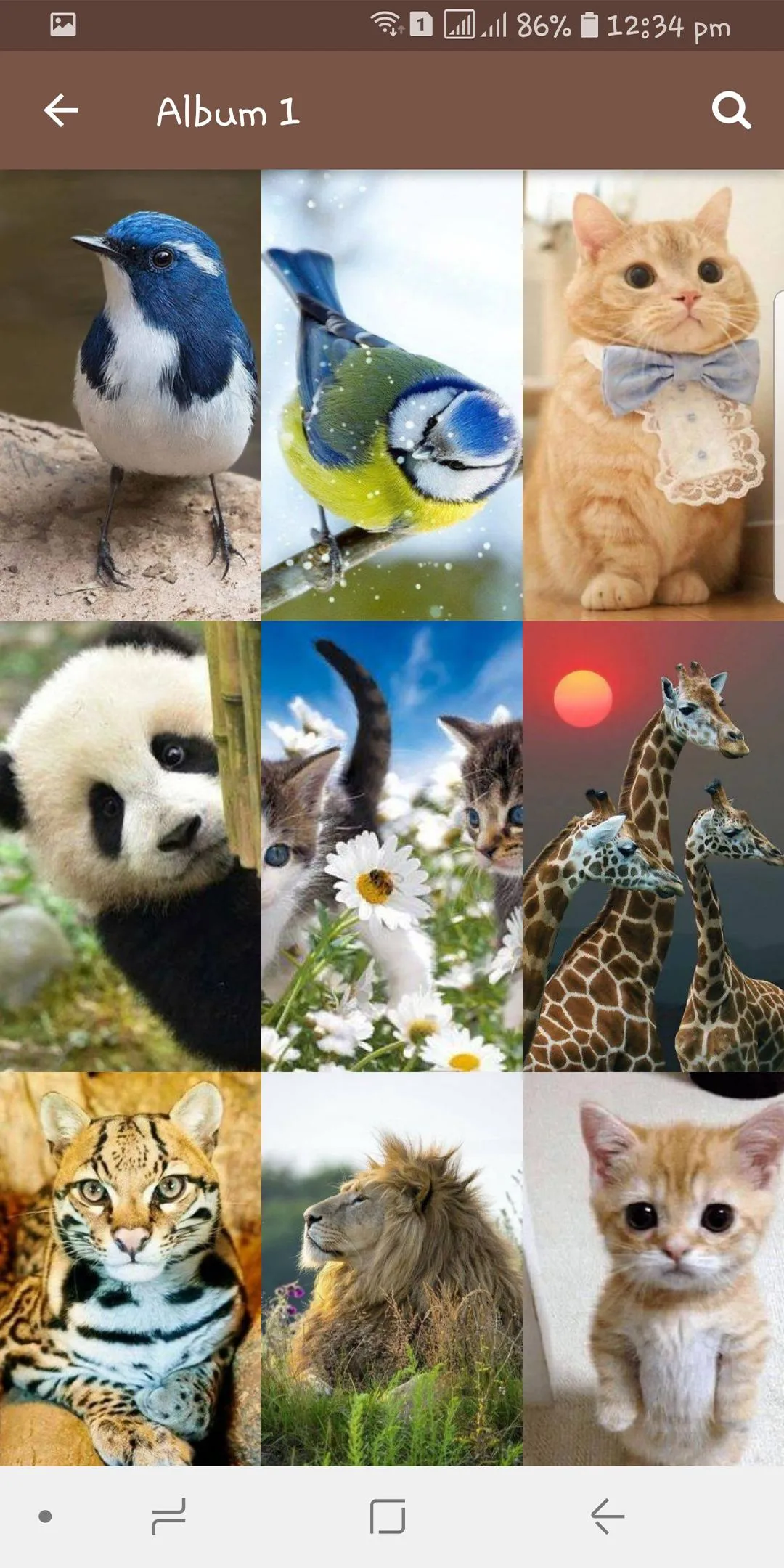 Animal Wallpapers | Indus Appstore | Screenshot