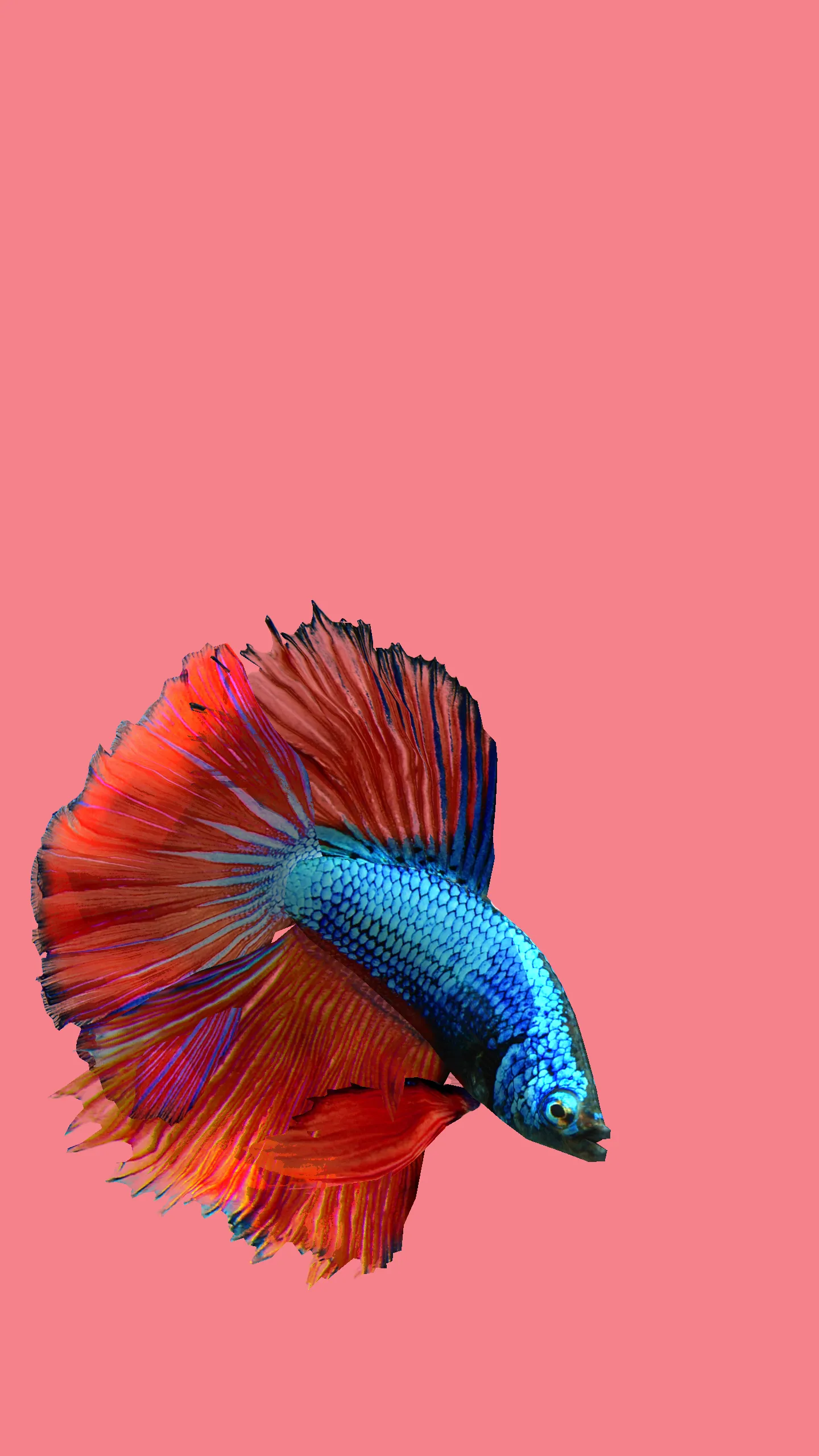Betta Fish 3D Lite | Indus Appstore | Screenshot
