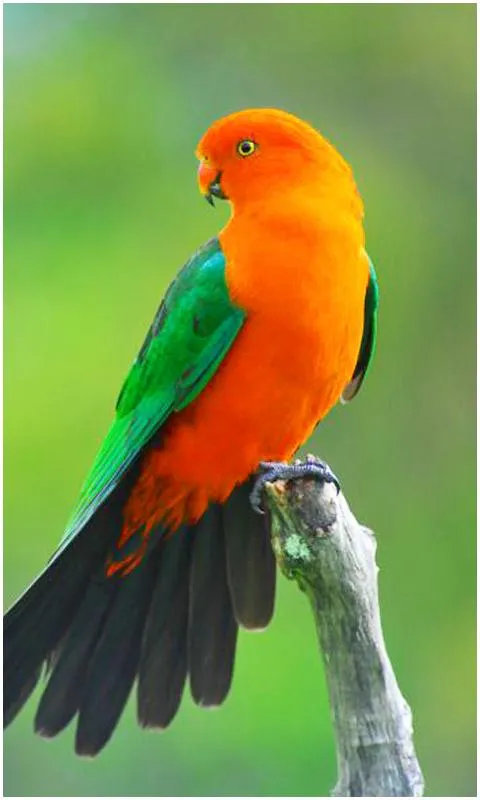 Beautiful Birds Wallpapers | Indus Appstore | Screenshot