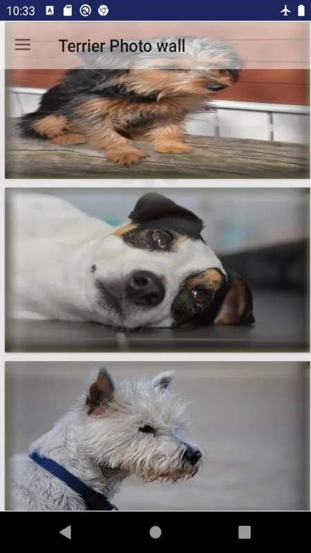 Terrier dog photos | Indus Appstore | Screenshot