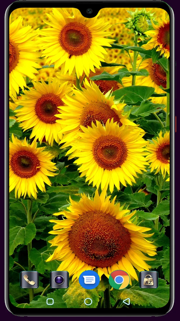 Sunflower Wallpaper | Indus Appstore | Screenshot