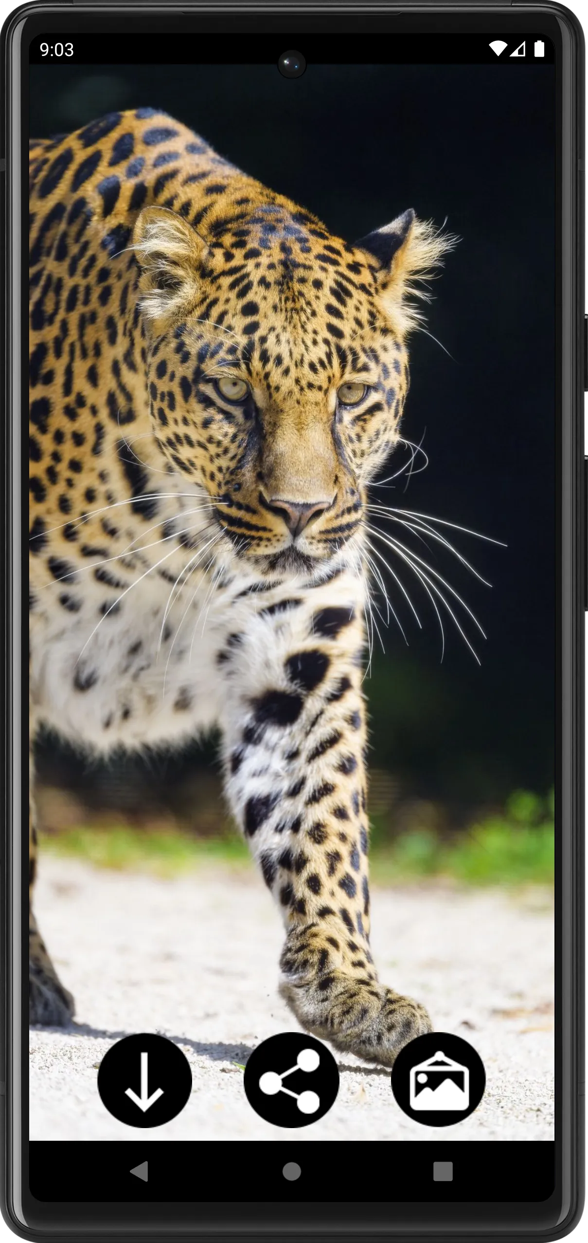 Leopard Wallpapers | Indus Appstore | Screenshot