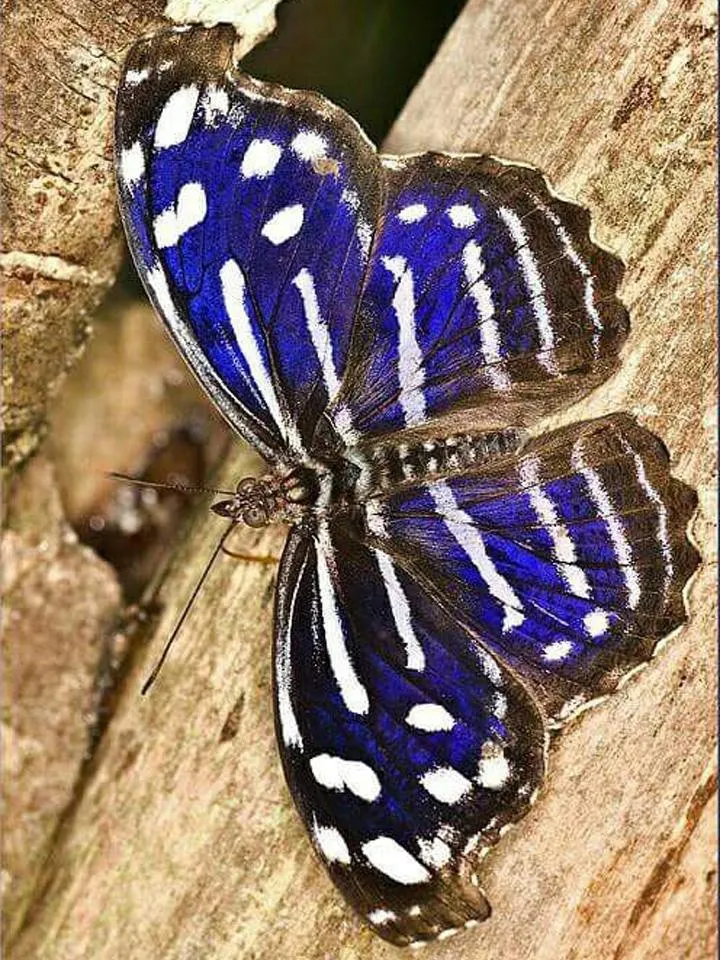 Butterfly Jigsaw Puzzles | Indus Appstore | Screenshot