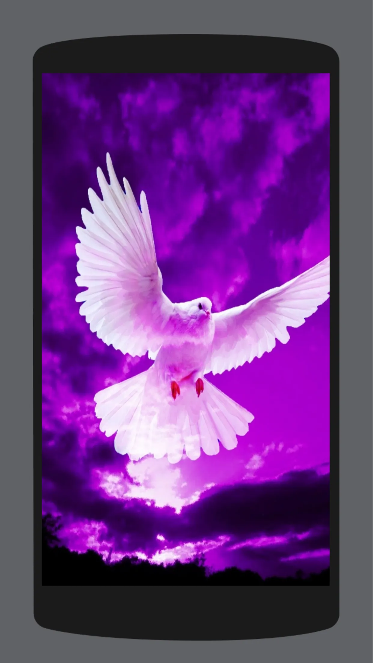 Pigeon Wallpaper HD 4K | Indus Appstore | Screenshot