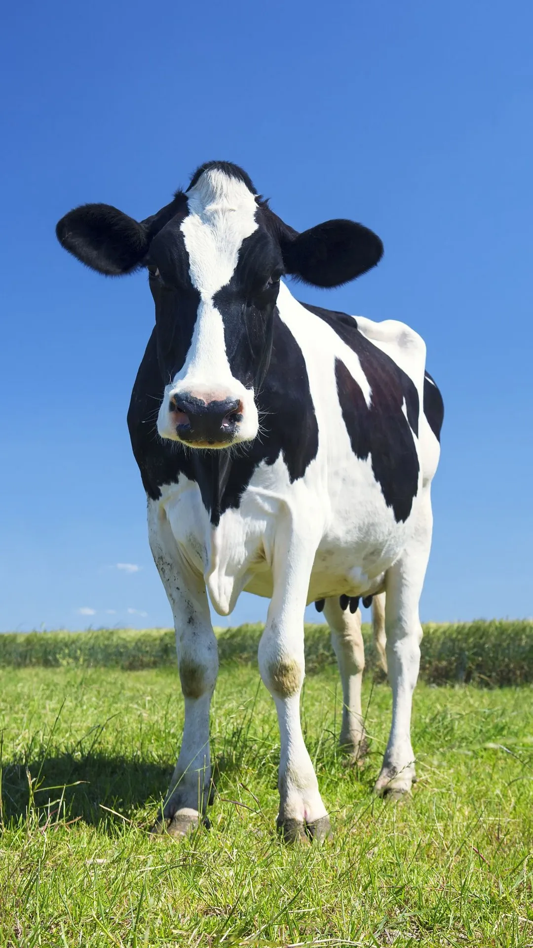 Cow Wallpapers | Indus Appstore | Screenshot